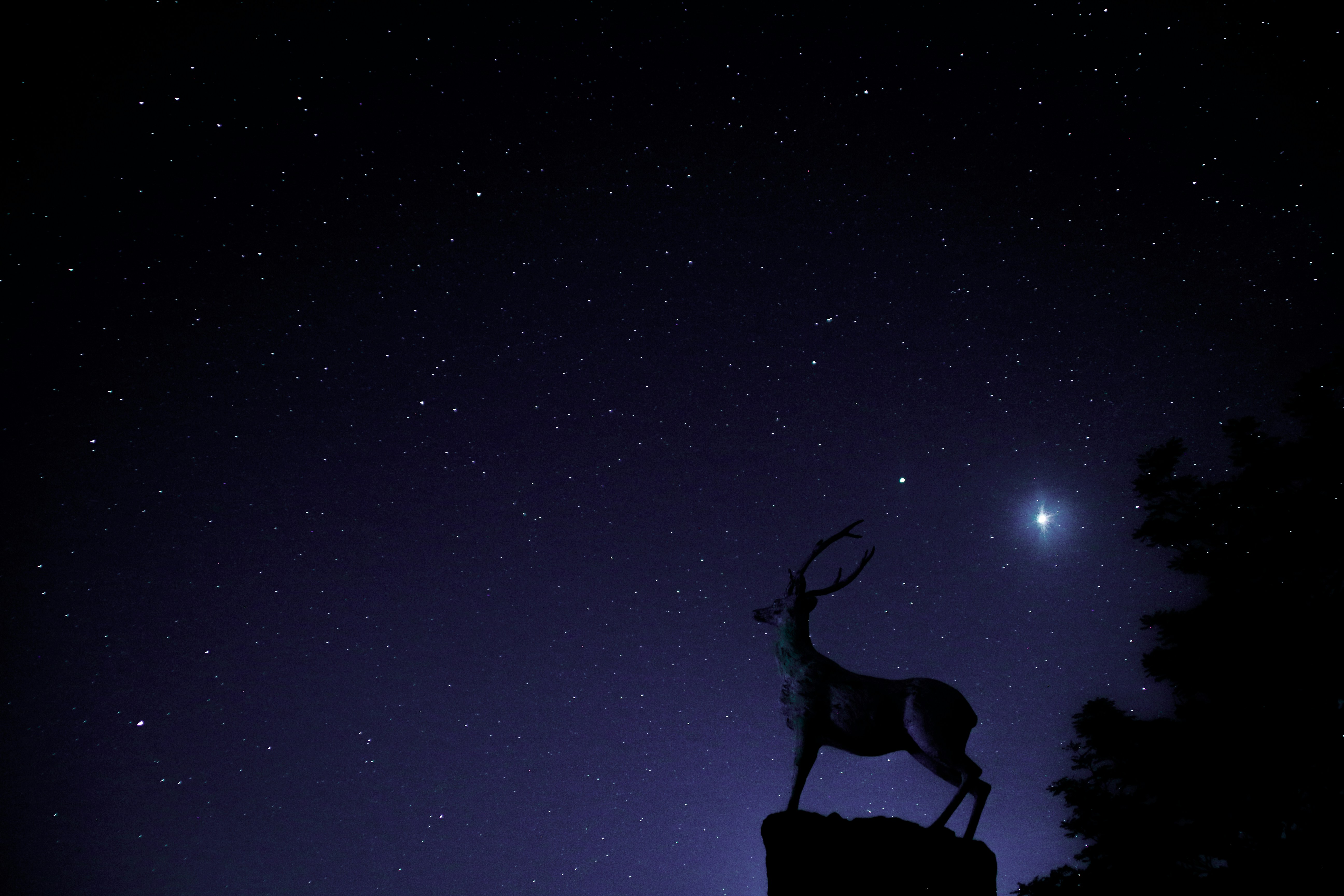 रात का हिरण