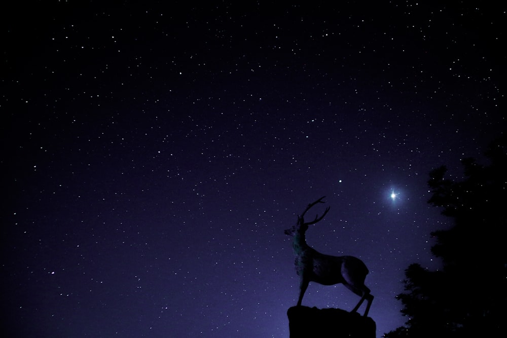 a deer on a rock in the night sky