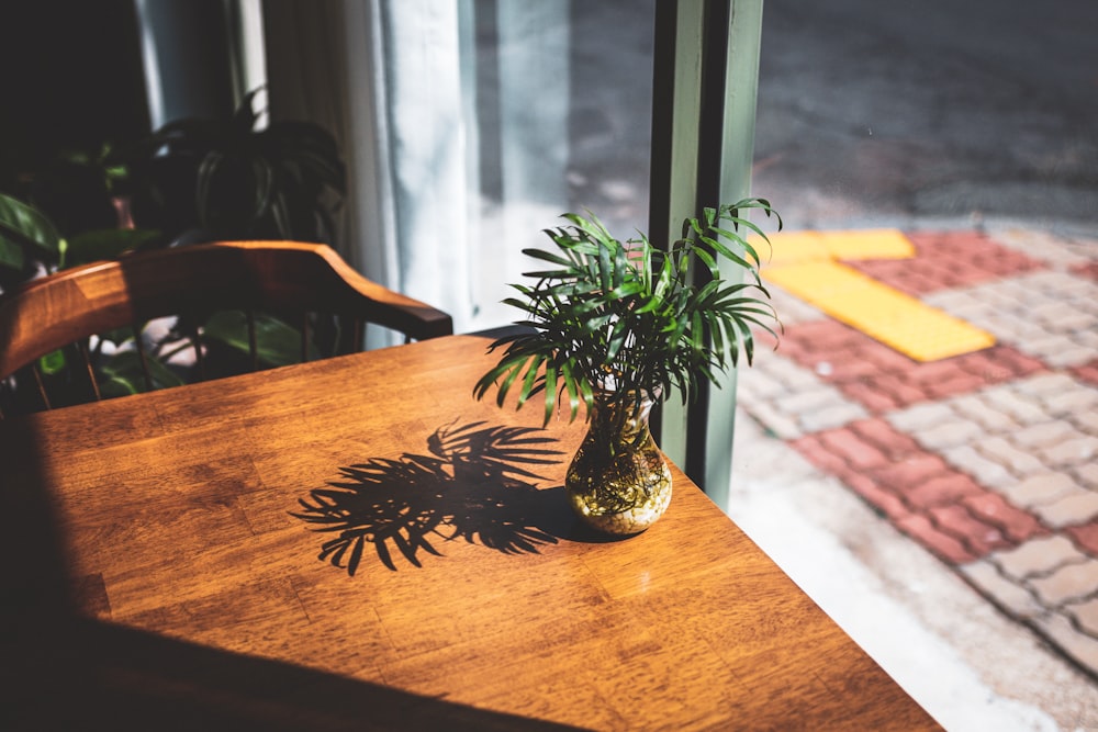 a plant on a table