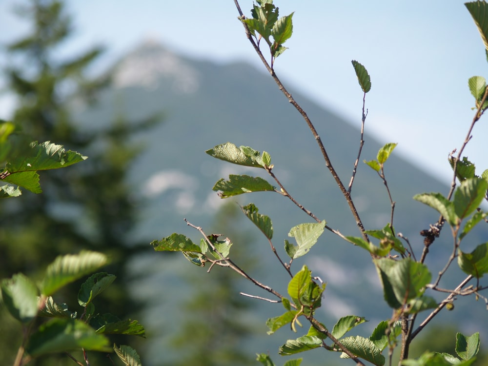 close-up of a tree branch