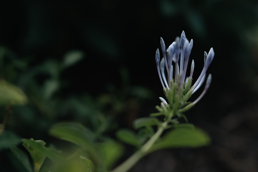 a close up of a flower