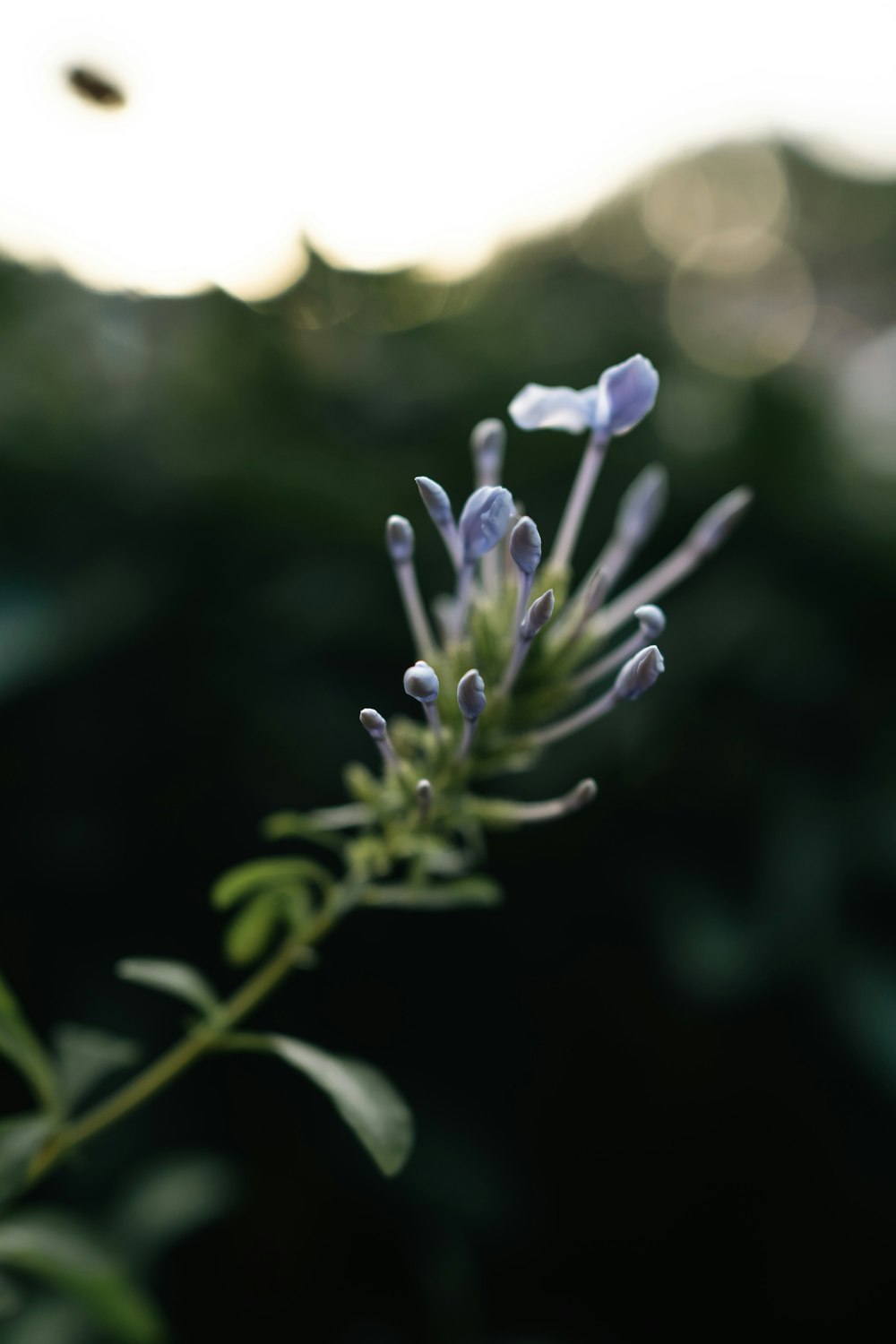 a close up of a purple flower