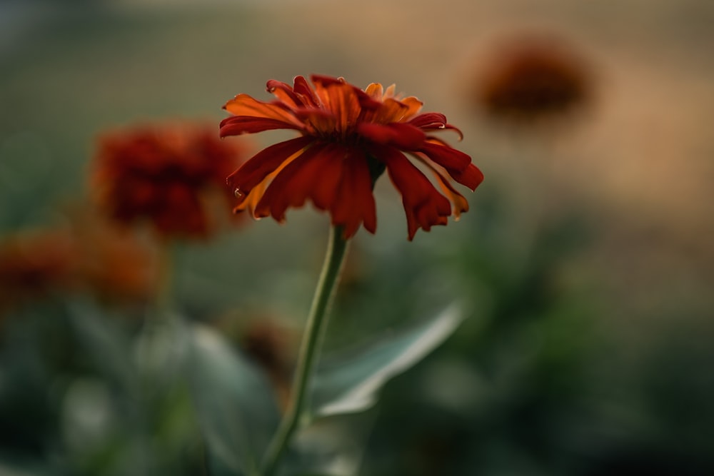 a close up of a flower