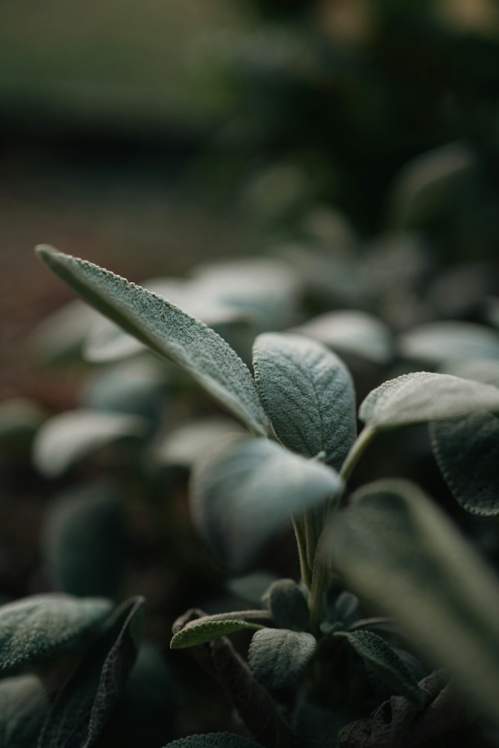 close up of a plant