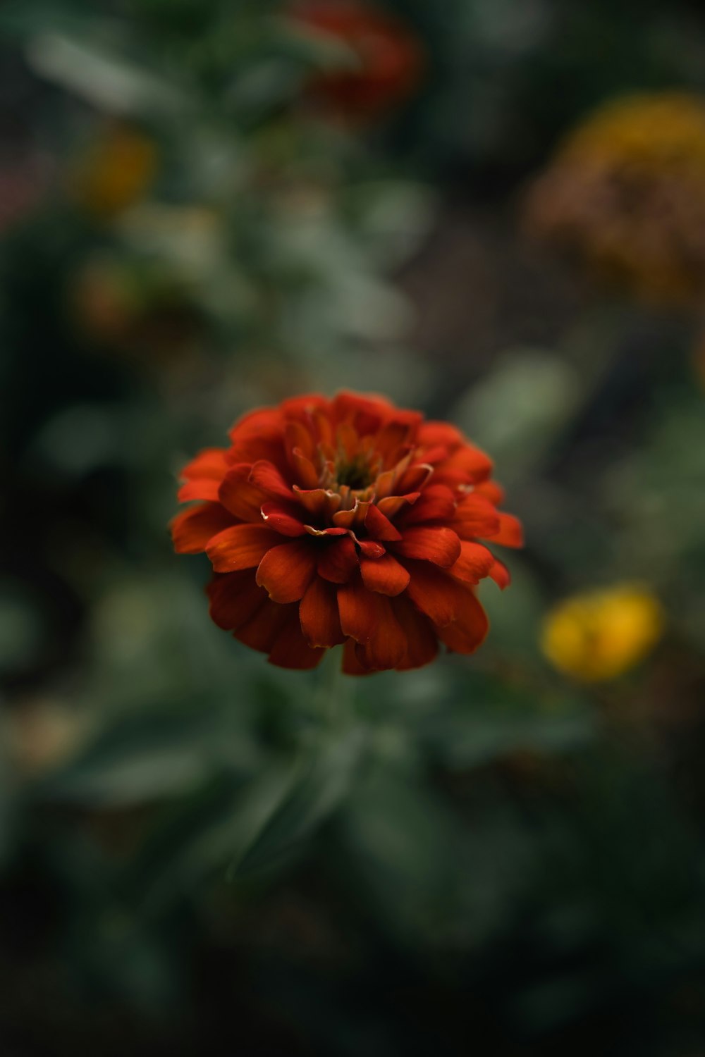 a close up of a flower