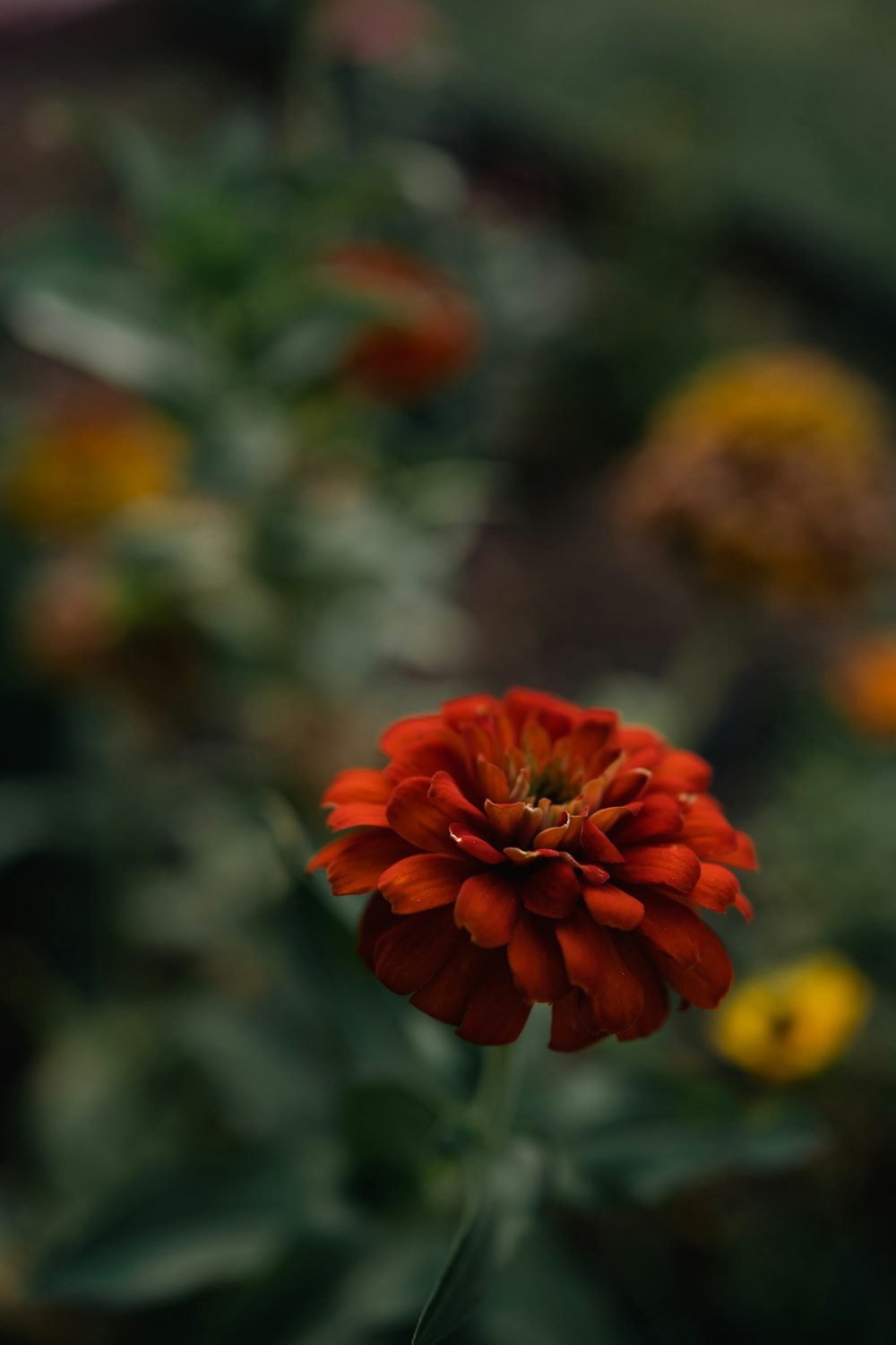 a close up of a flower