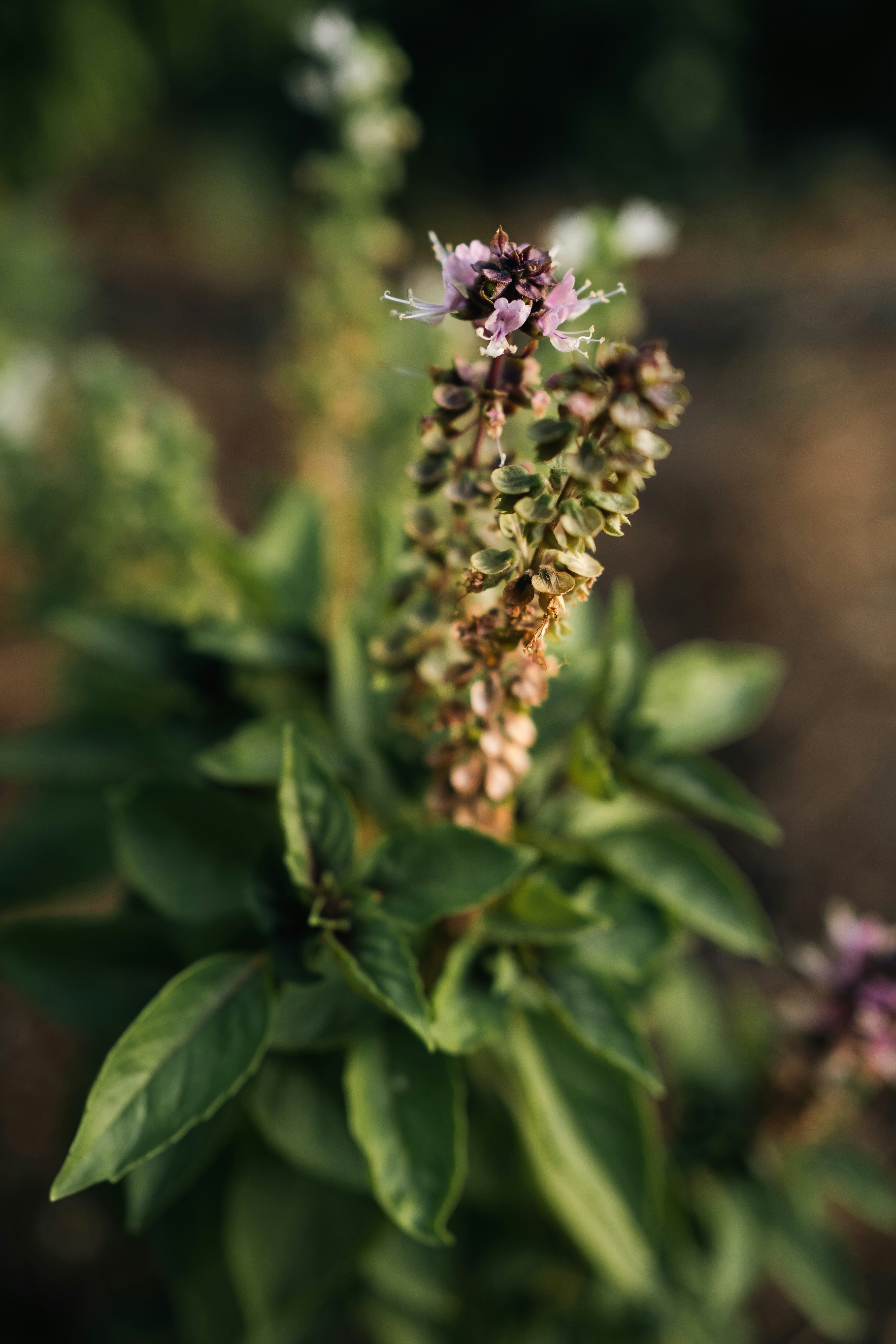 a close up of a flower