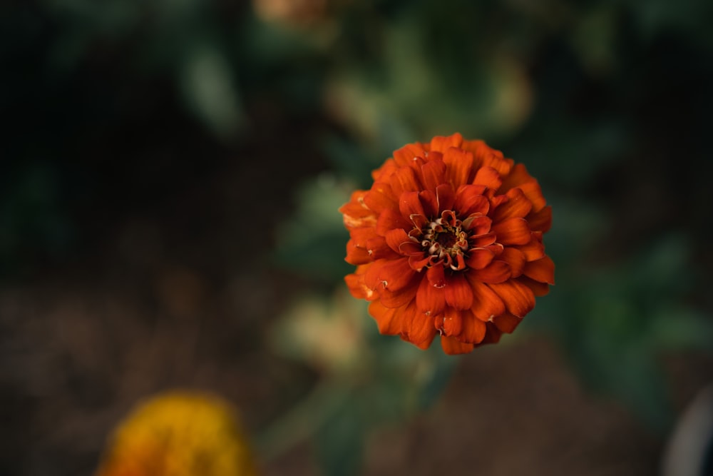 a close up of a flower