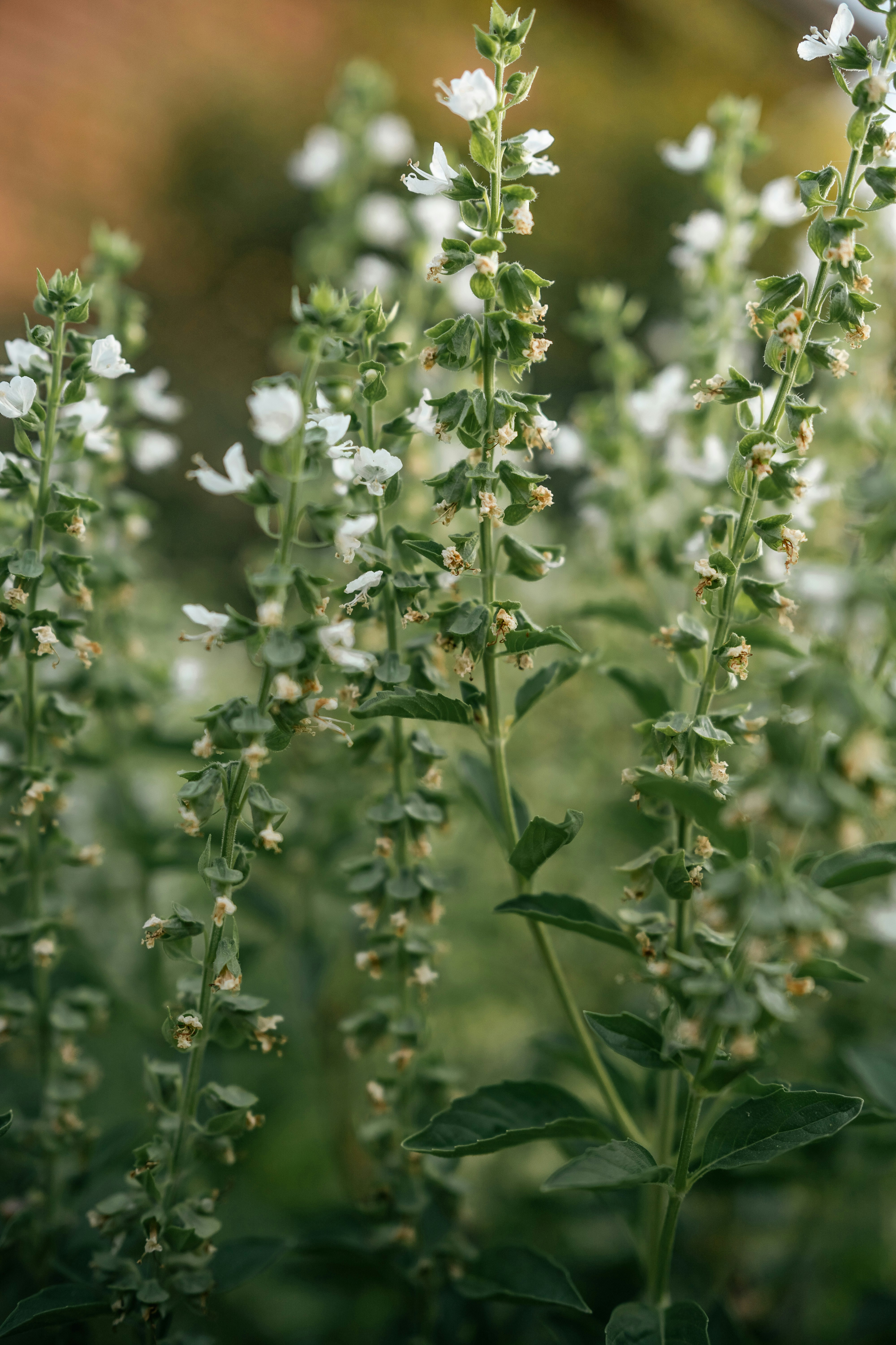 a close up of a plant