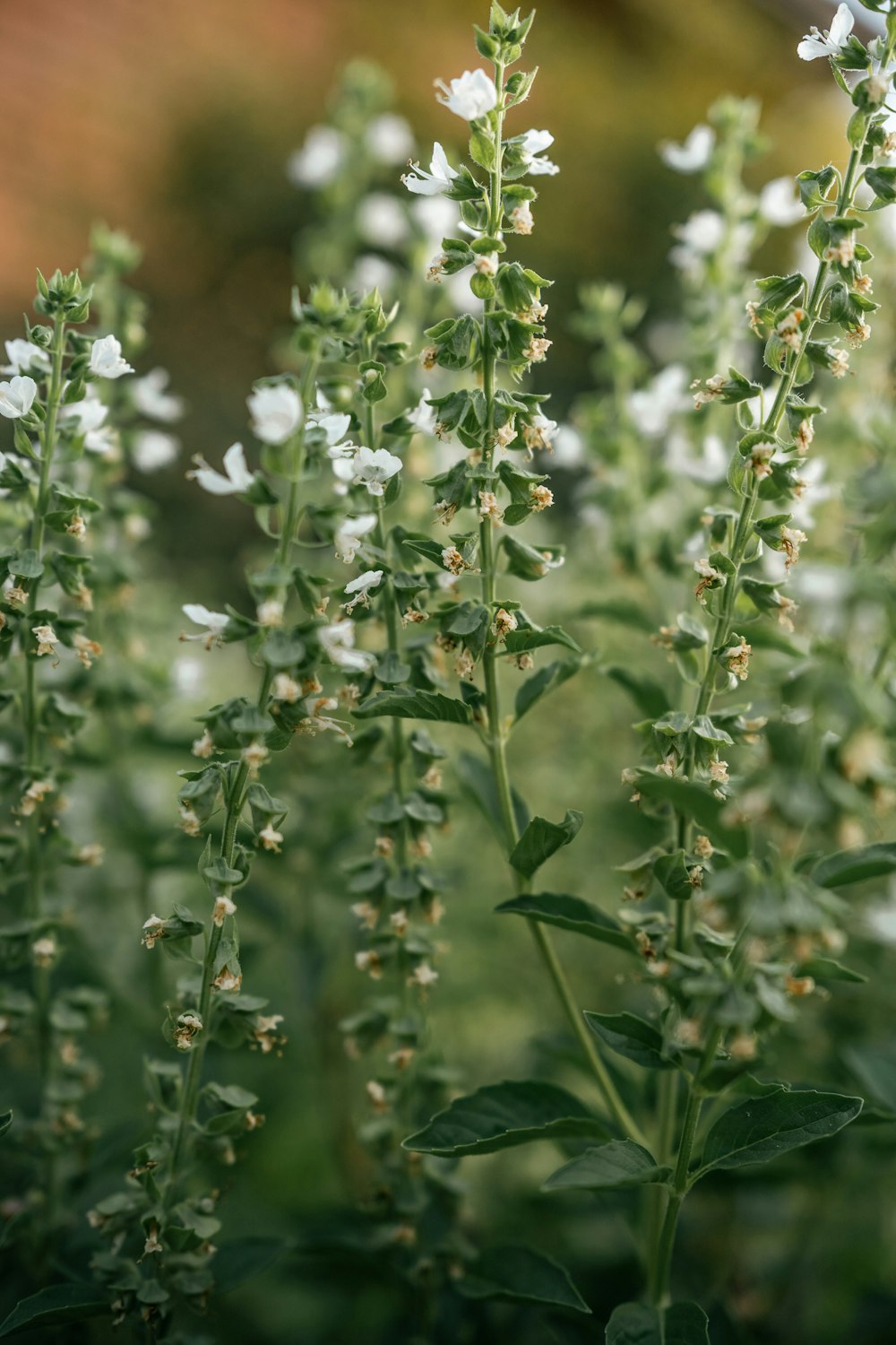 a close up of a plant