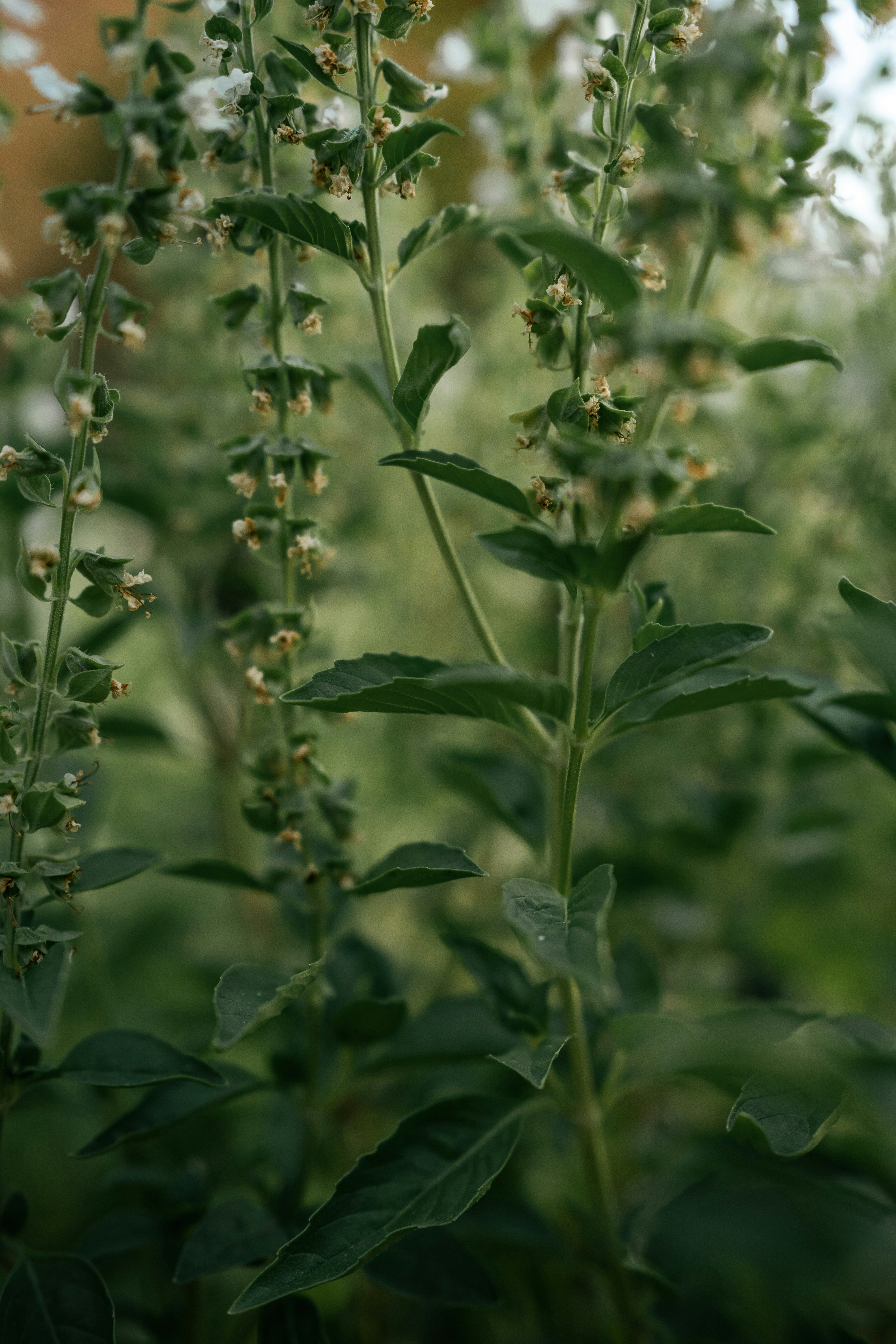 a close-up of some plants
