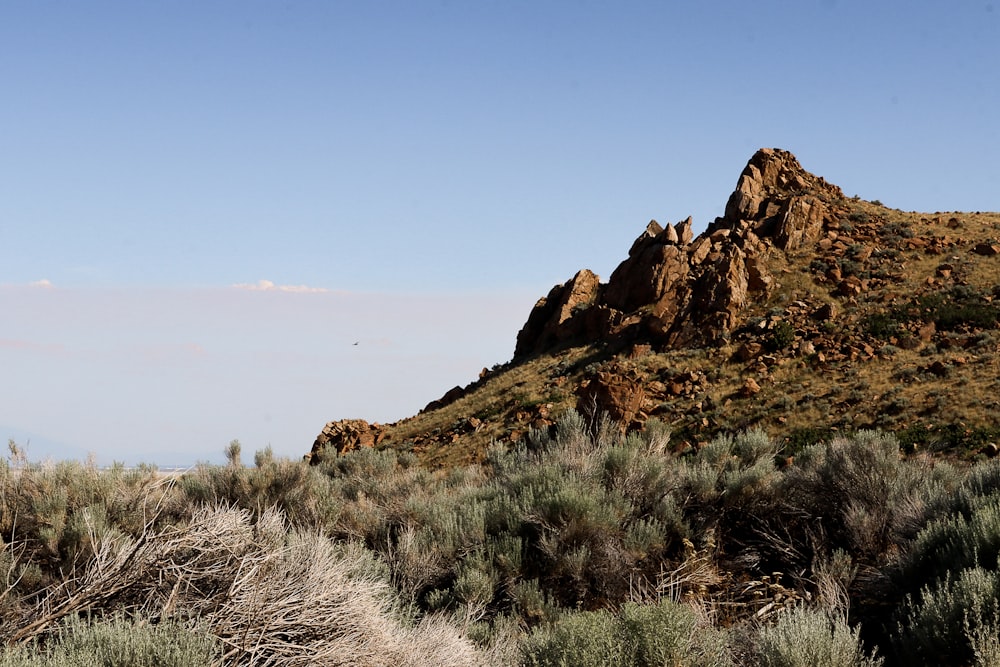 a rocky hill with trees and bushes