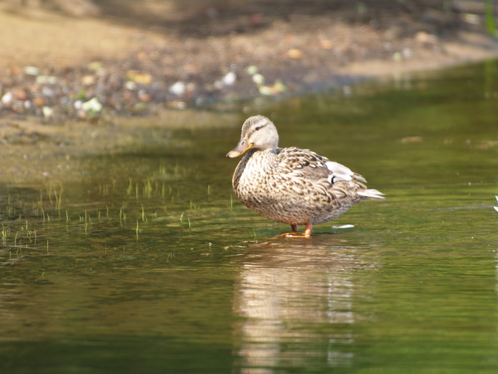 a duck standing in water