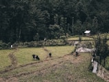 A rural landscape showcasing a grassy field bordered by a wooden fence. Several cows are grazing peacefully. In the background, a dense forest provides a lush green backdrop. A small wooden shed with a corrugated metal roof is positioned to the right.