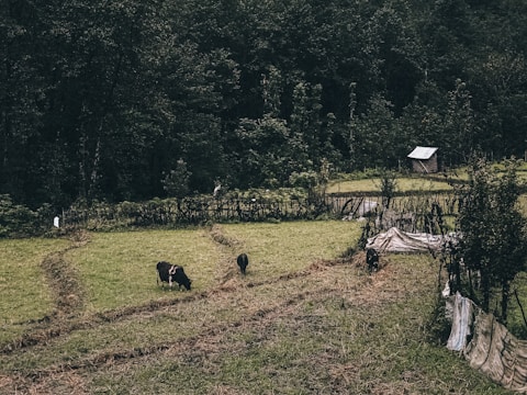 A rural landscape showcasing a grassy field bordered by a wooden fence. Several cows are grazing peacefully. In the background, a dense forest provides a lush green backdrop. A small wooden shed with a corrugated metal roof is positioned to the right.