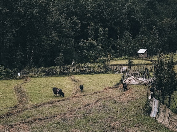A rural landscape showcasing a grassy field bordered by a wooden fence. Several cows are grazing peacefully. In the background, a dense forest provides a lush green backdrop. A small wooden shed with a corrugated metal roof is positioned to the right.