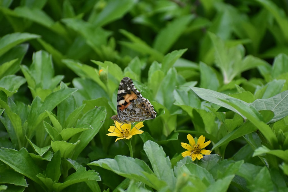 a butterfly on a flower