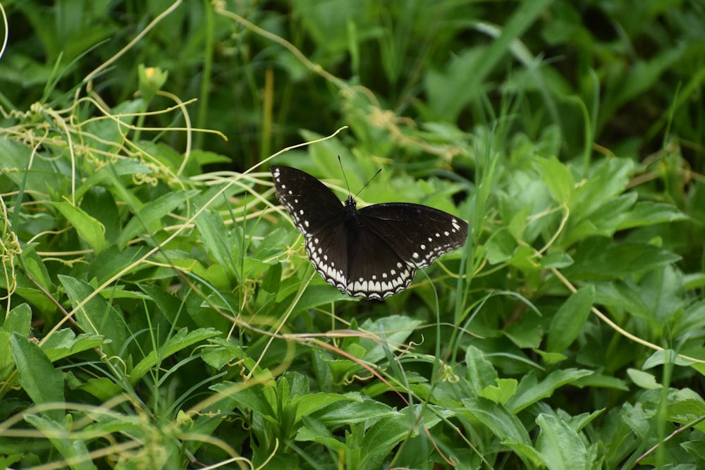 a butterfly on grass