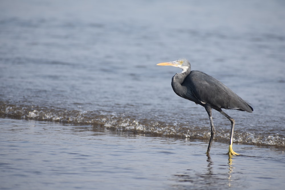 a bird walks in the water