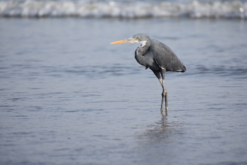 a bird standing in the water