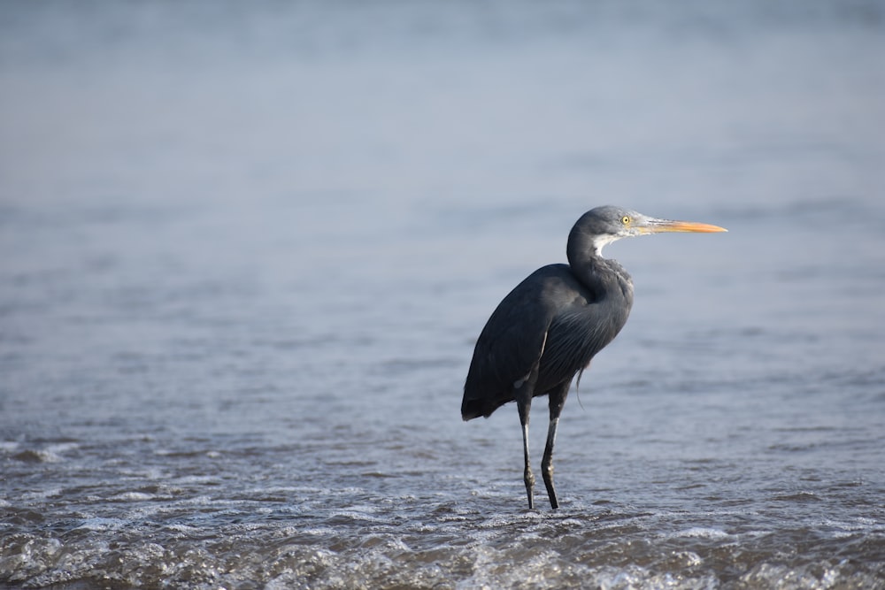 a bird standing in the water