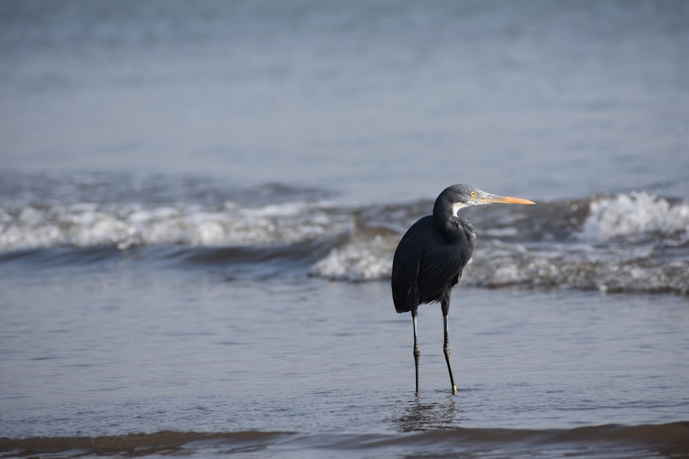 a bird standing on the beach