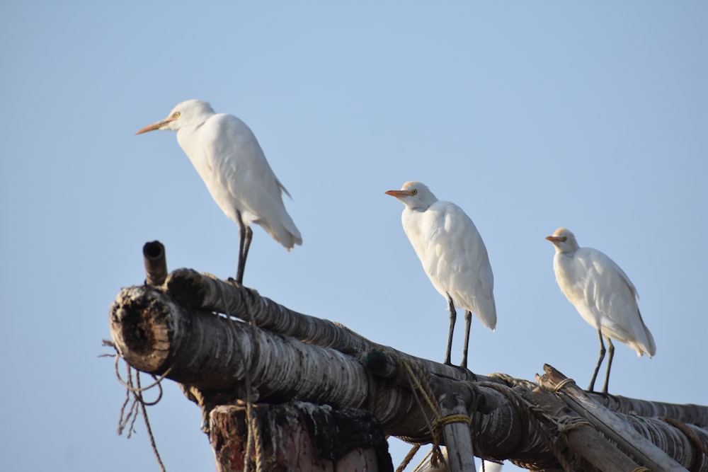 a group of birds on a tree branch