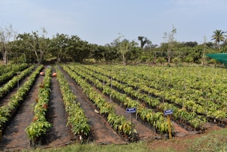 Rows of young plants are lined up neatly in a large, open field. Each row is covered with black mulch material, and there are some labels placed in the ground indicating plant variety. Surrounding the field are various trees and greenery under a clear sky.