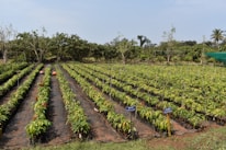 Rows of young plants are lined up neatly in a large, open field. Each row is covered with black mulch material, and there are some labels placed in the ground indicating plant variety. Surrounding the field are various trees and greenery under a clear sky.