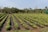 Rows of young plants are lined up neatly in a large, open field. Each row is covered with black mulch material, and there are some labels placed in the ground indicating plant variety. Surrounding the field are various trees and greenery under a clear sky.