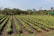 Rows of young plants are lined up neatly in a large, open field. Each row is covered with black mulch material, and there are some labels placed in the ground indicating plant variety. Surrounding the field are various trees and greenery under a clear sky.