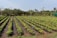 Rows of young plants are lined up neatly in a large, open field. Each row is covered with black mulch material, and there are some labels placed in the ground indicating plant variety. Surrounding the field are various trees and greenery under a clear sky.