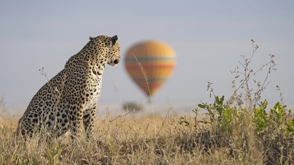 a cheetah with a ball in the air