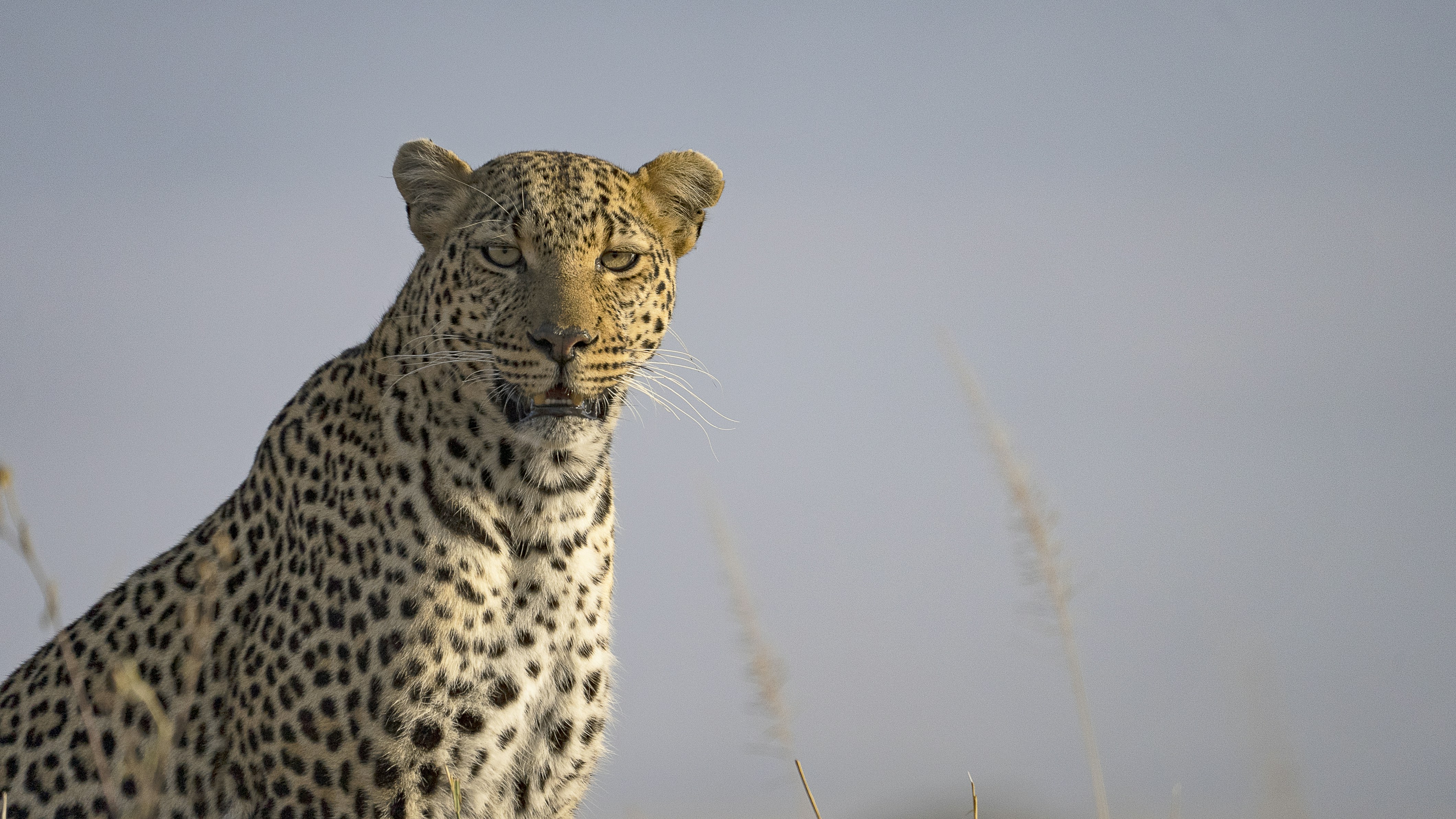 A close-up of a leopard.