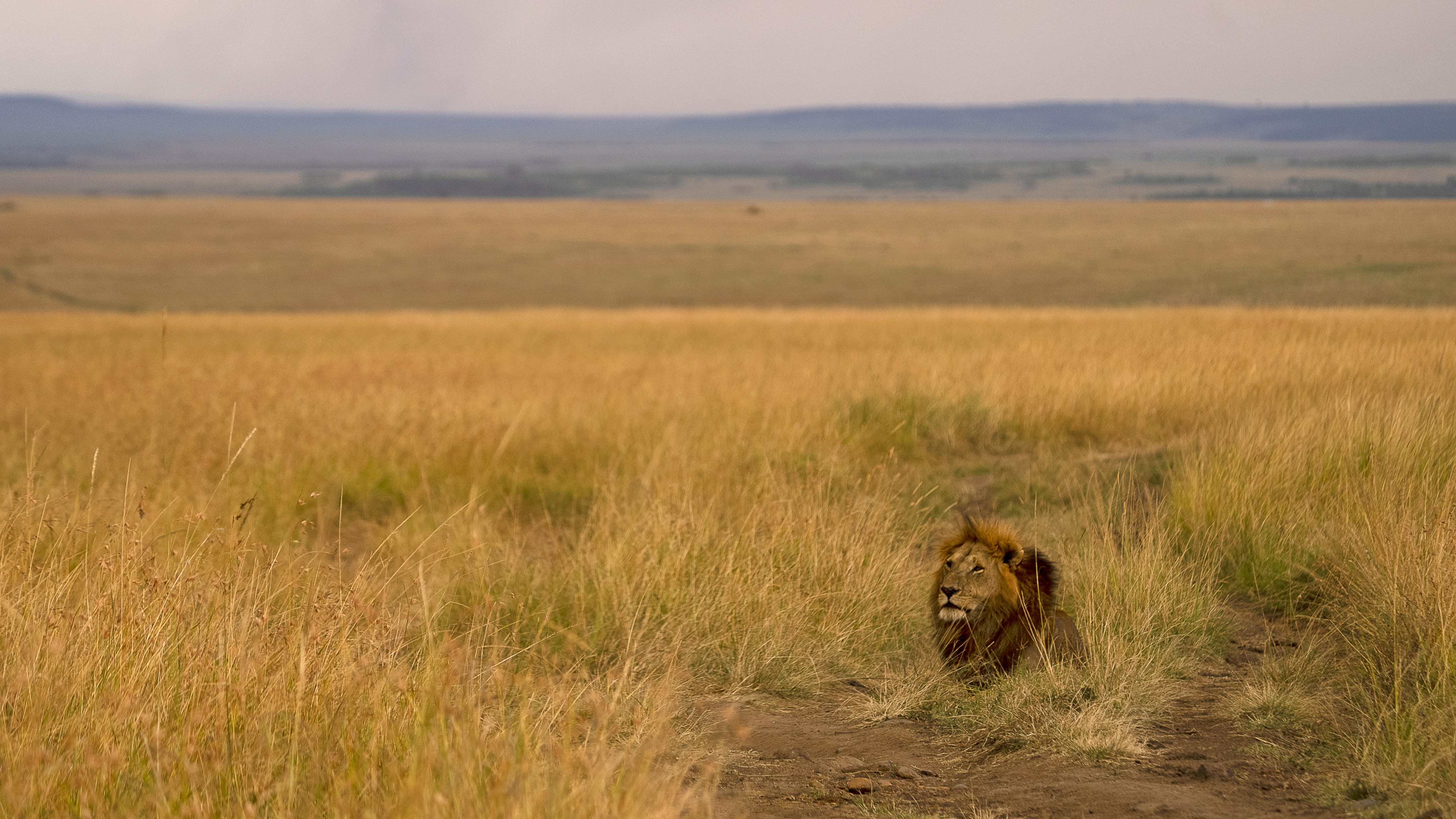 Lion resting in golden grass during a game drive in Hwange National Park