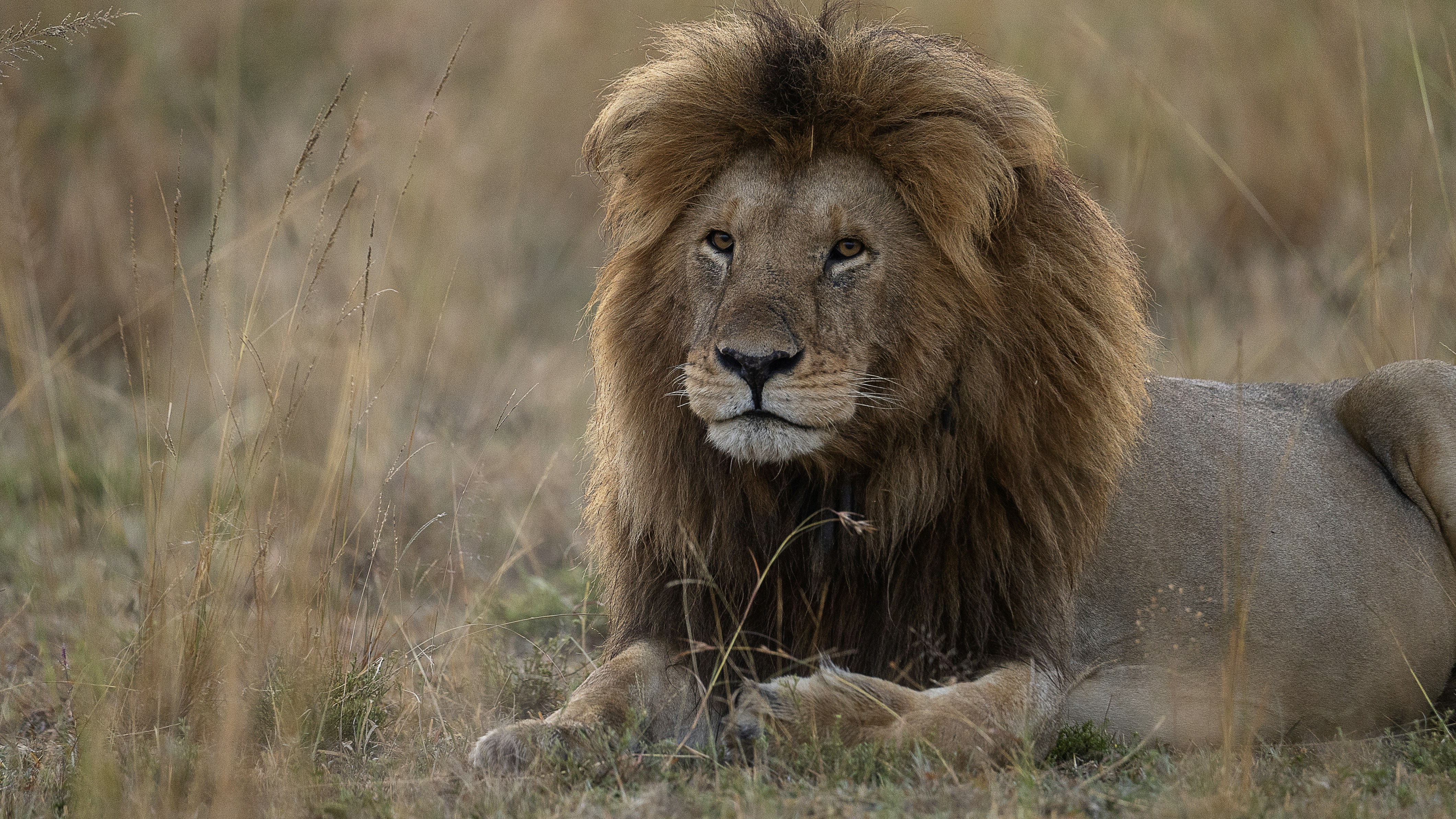 Photo by rohit_varma