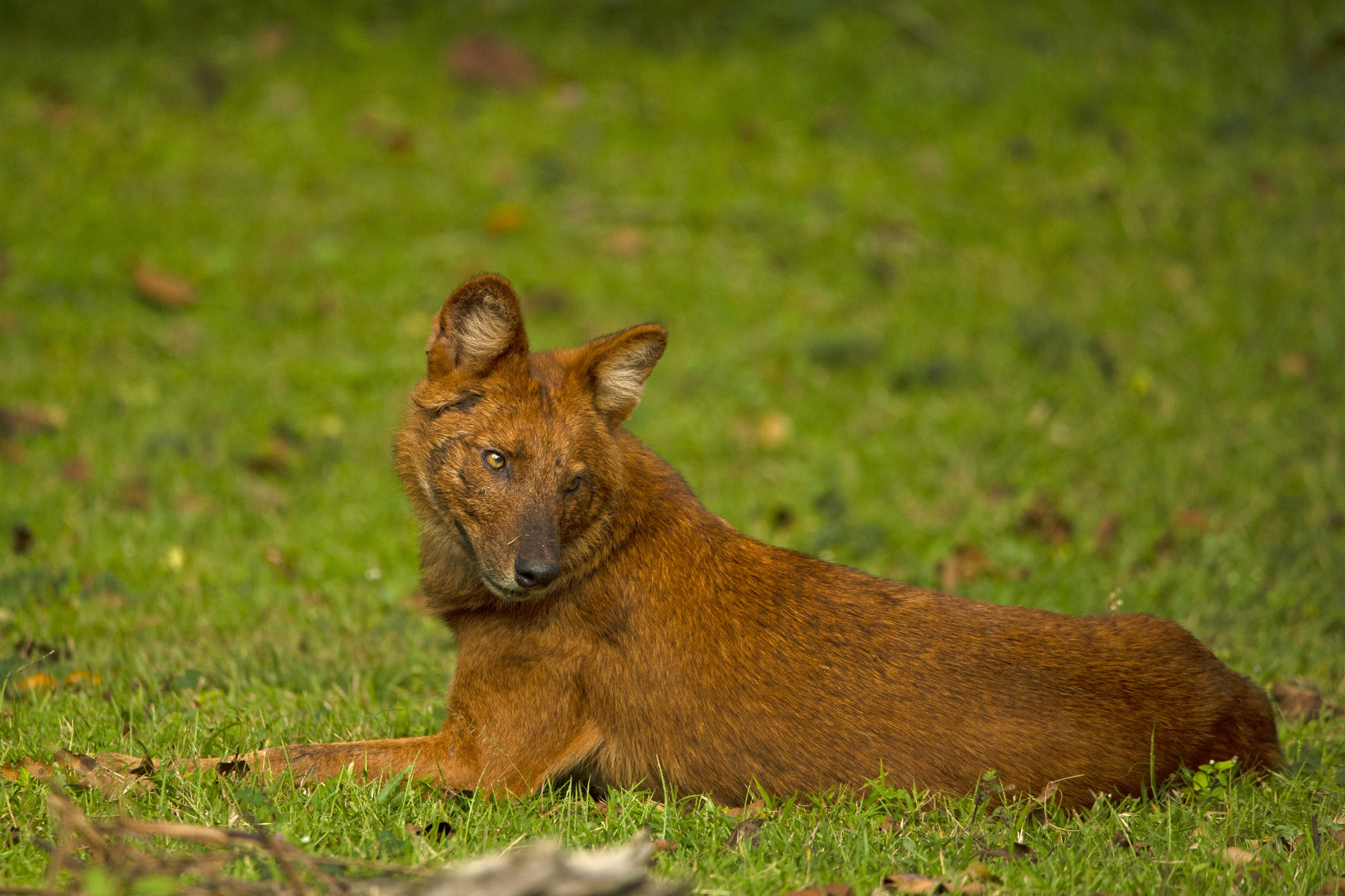 Making a plugin system in Rust using Wasmtime and WIT