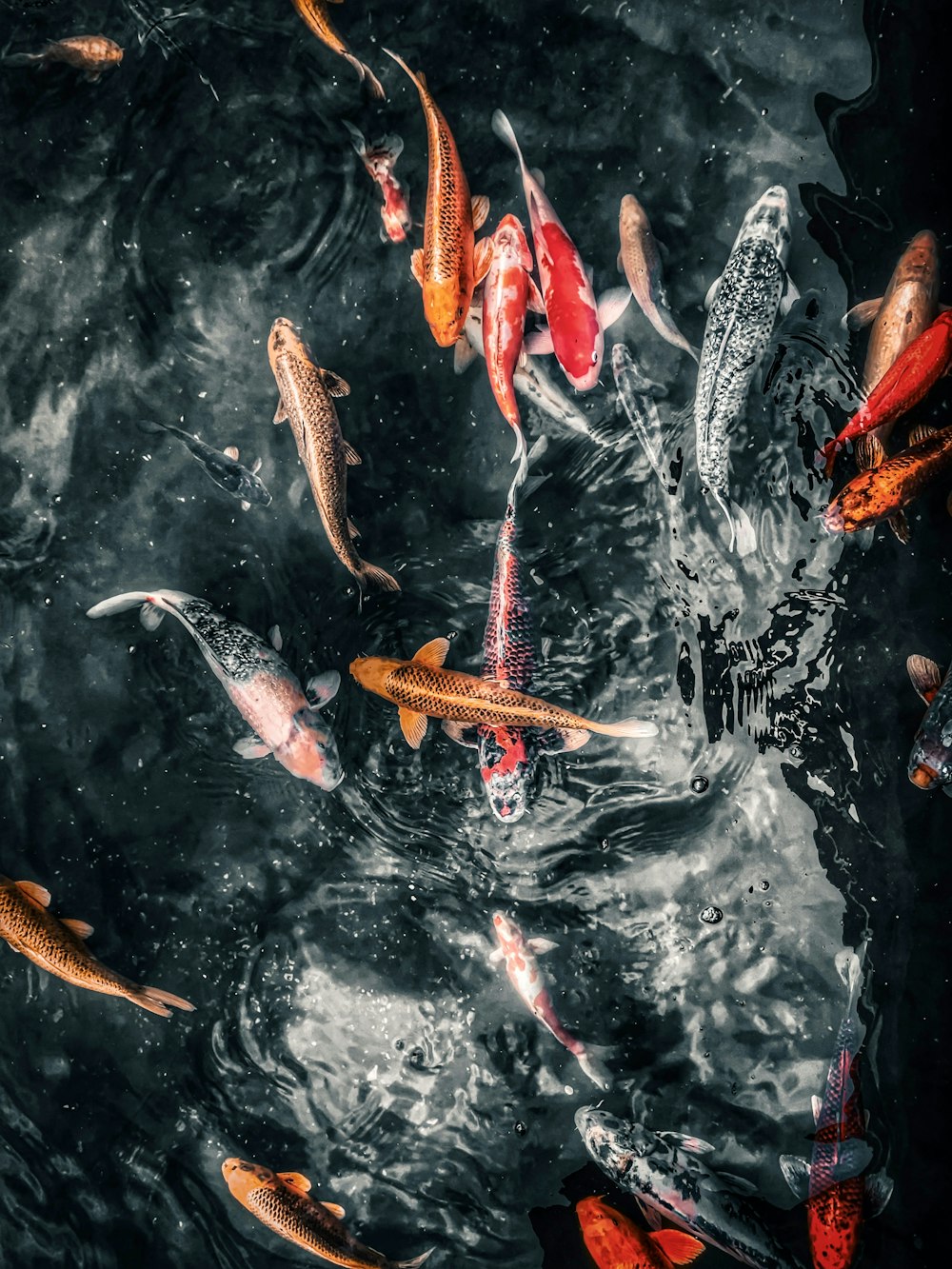 a group of fish swimming in water