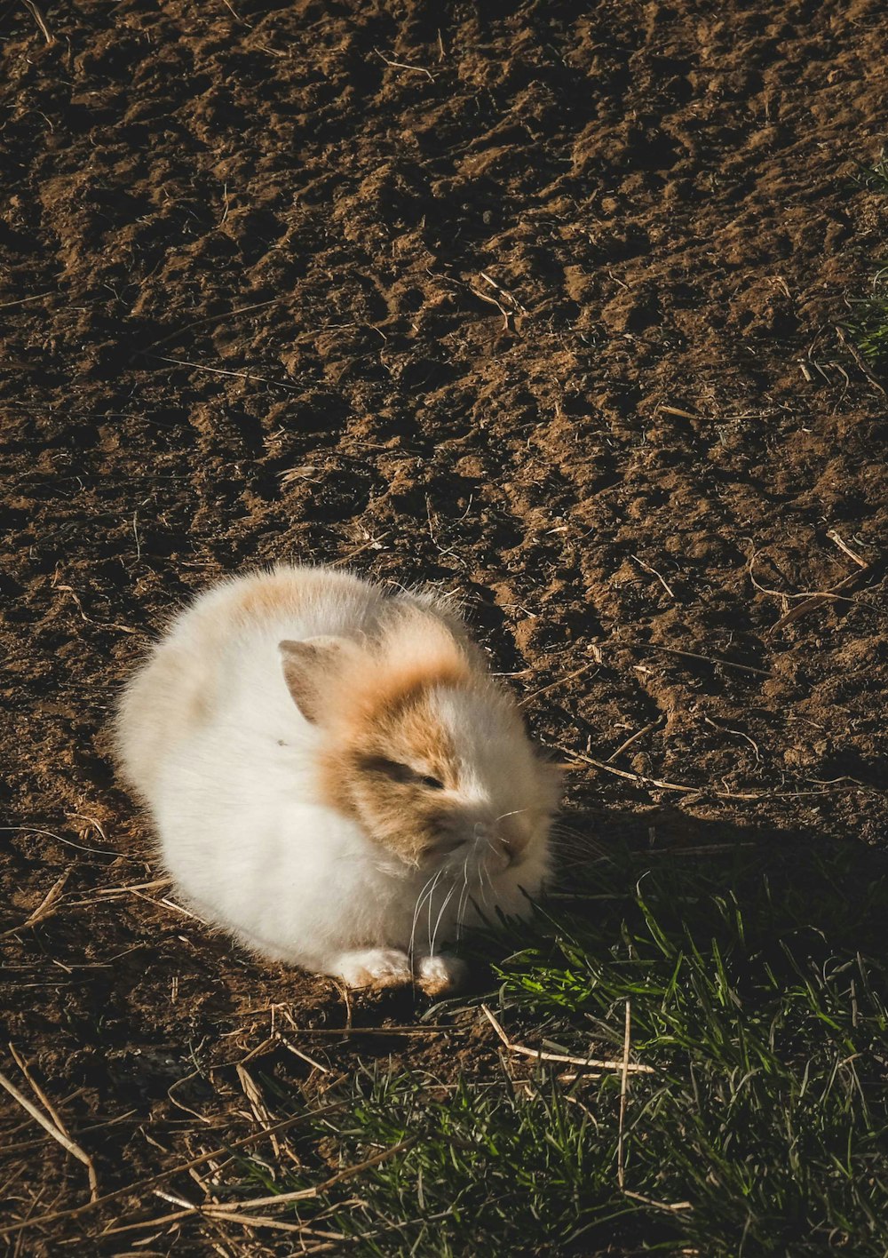 a cat sitting on the ground