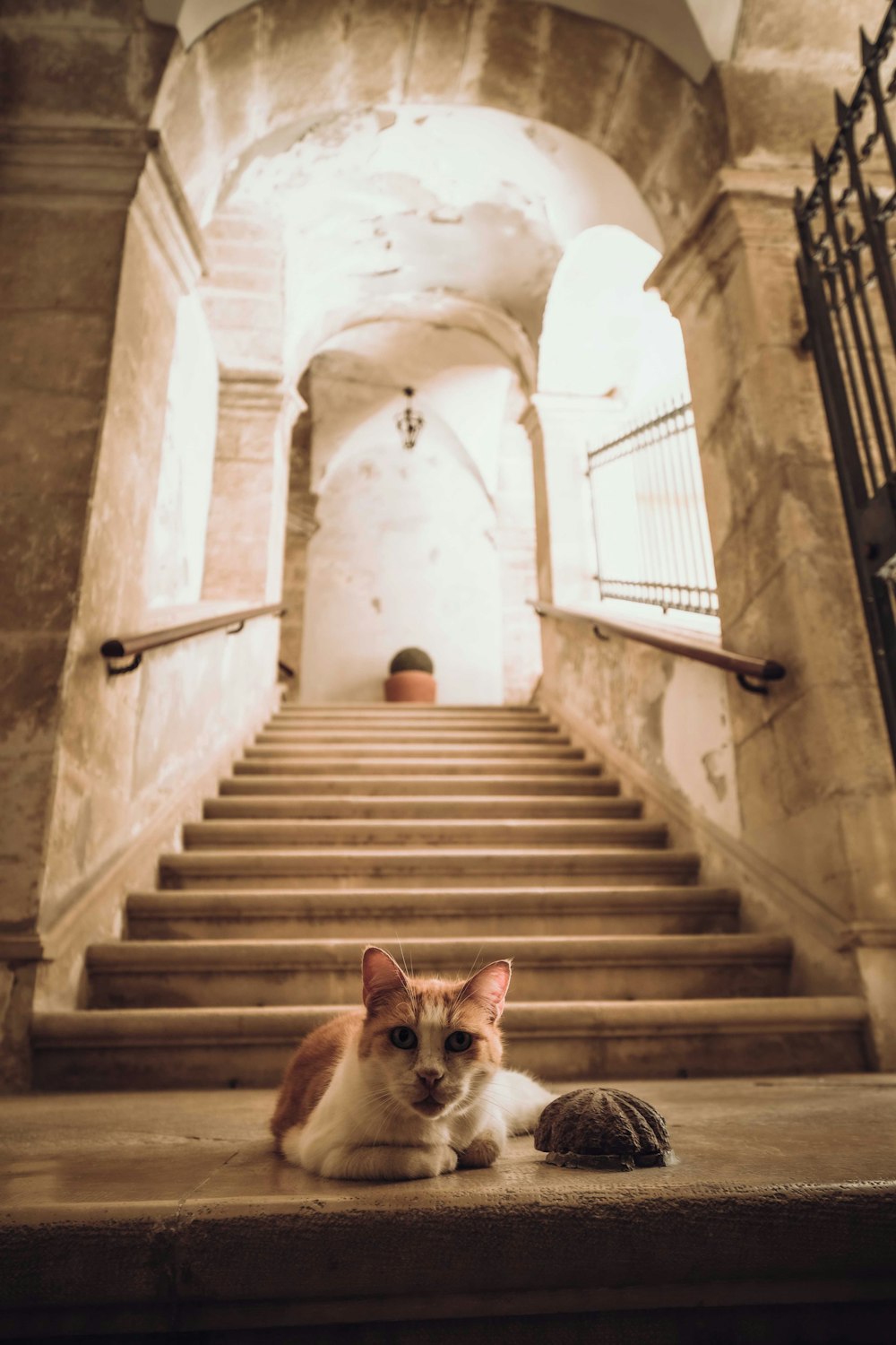 a cat sitting on the stairs