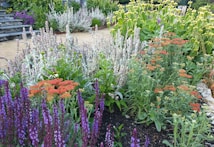 A lush garden filled with a variety of flowering plants. Vibrant purple, orange, and yellow flowers are interspersed among greenery, with some fluffy silver-green foliage. Stone steps and a pathway are partially visible, enhancing the garden's structure.
