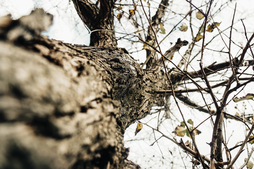 un albero con rami e foglie