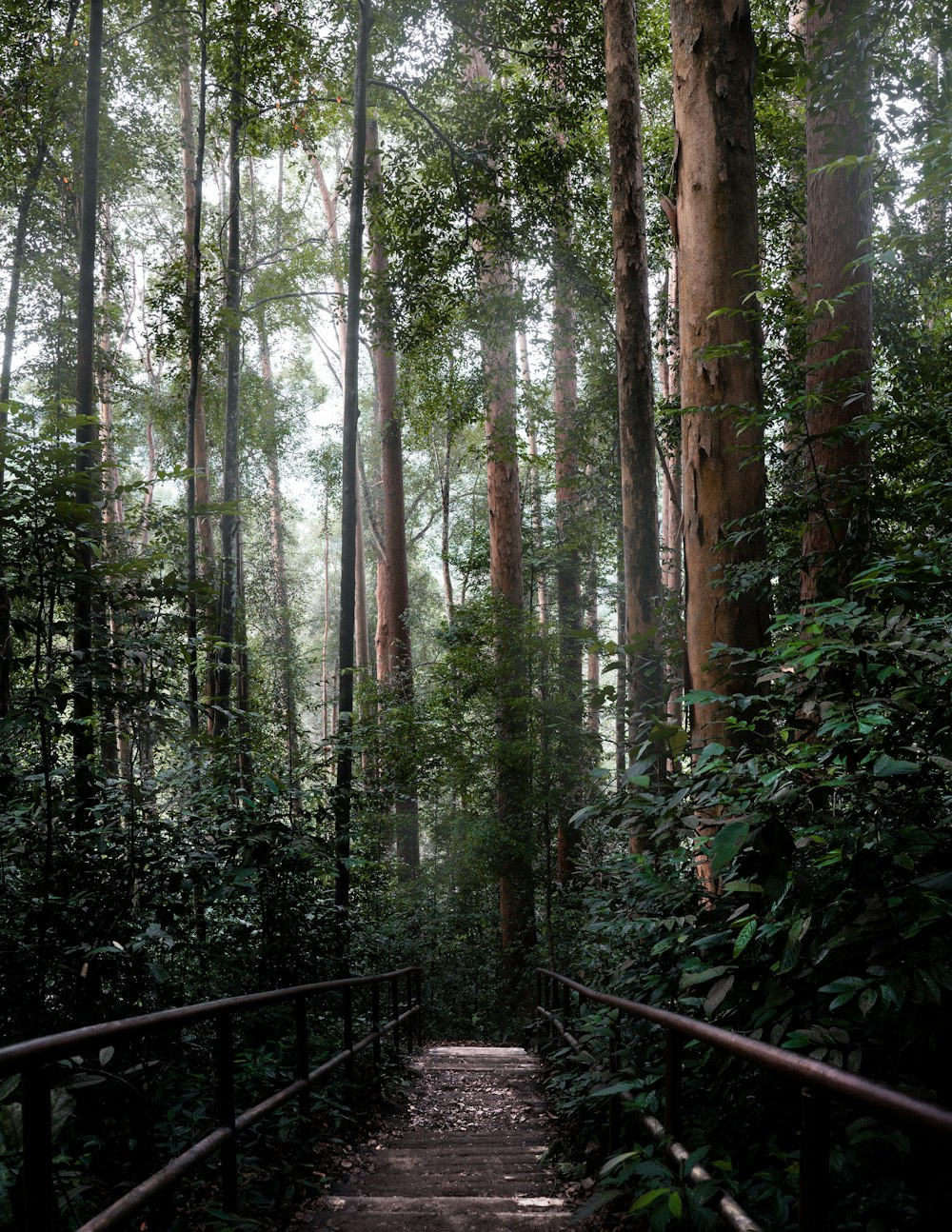 a path through a forest