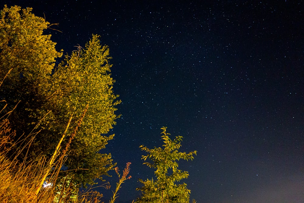 a group of trees with the stars in the sky
