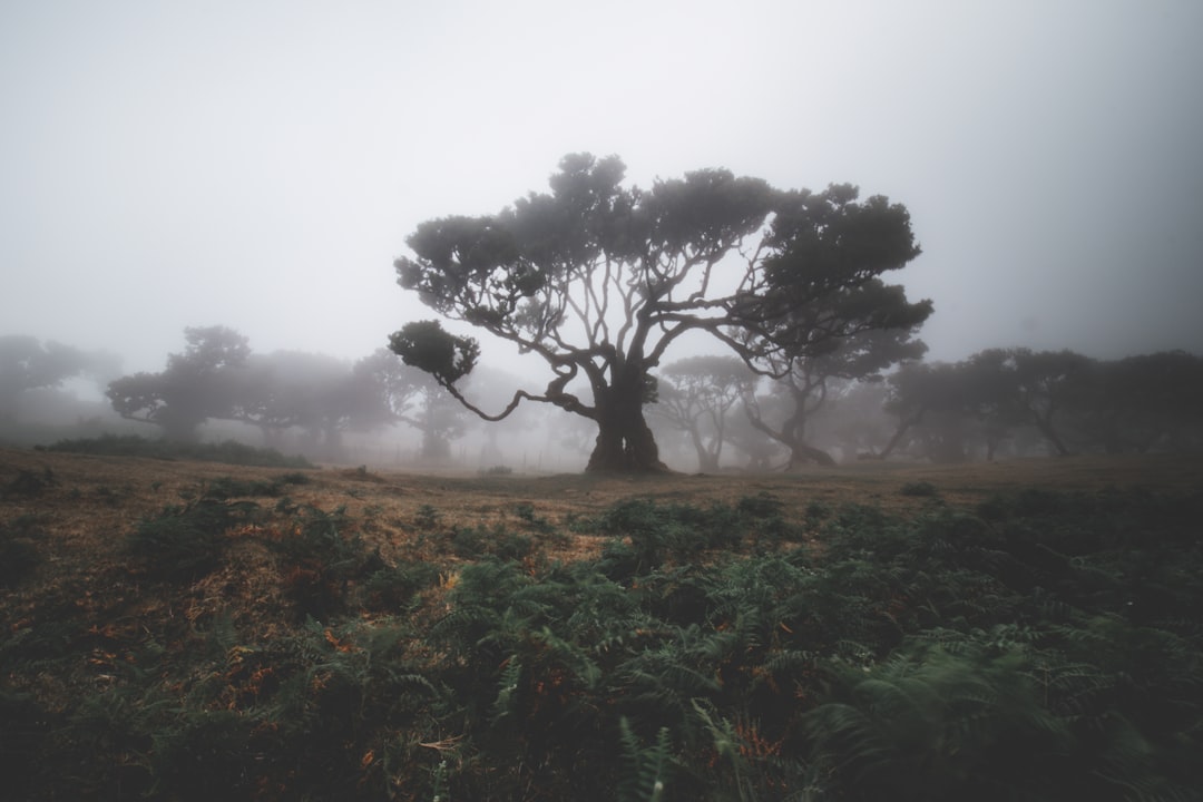 That Gloomy Fog... 


ask For Help Friends Follow My Instagram
     @reinaldophotography_ - unsplash
