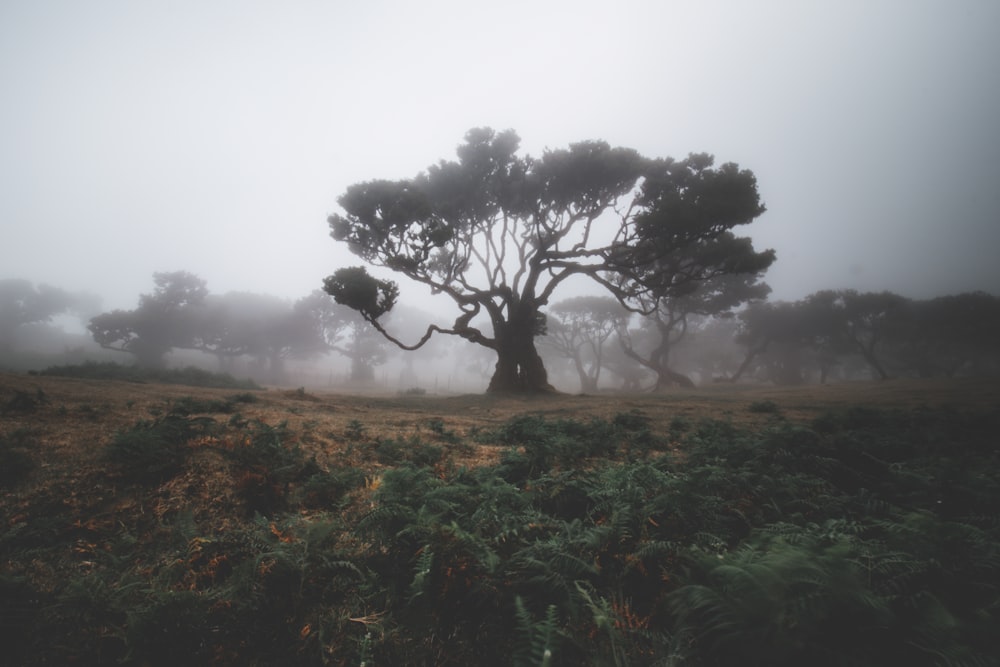 a group of trees in a field