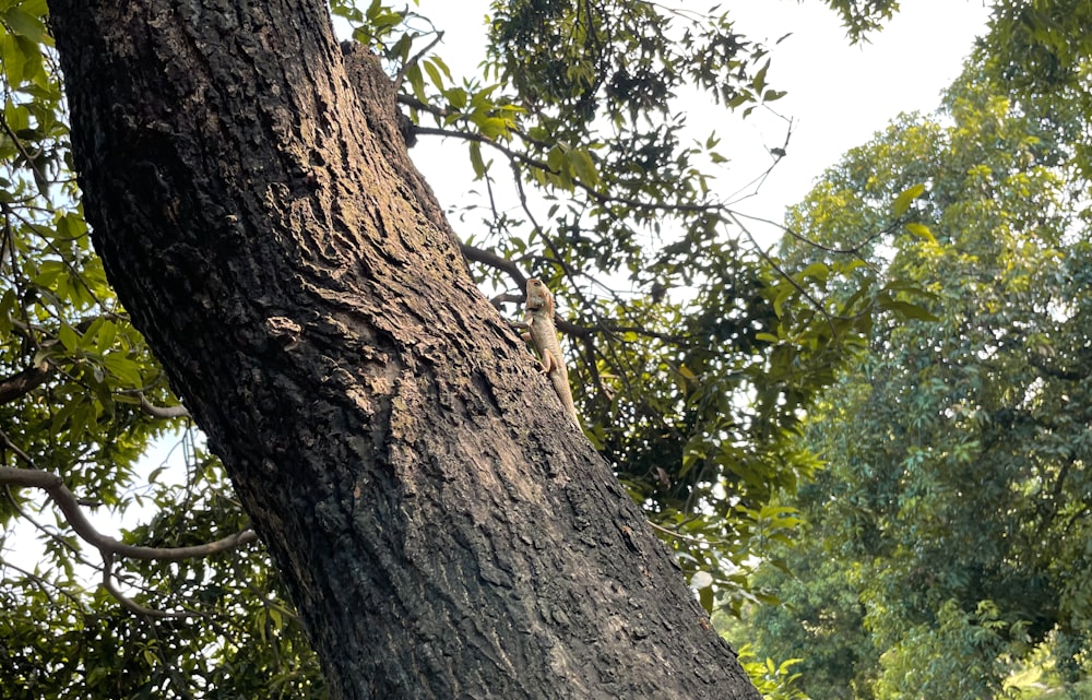 a squirrel on a tree