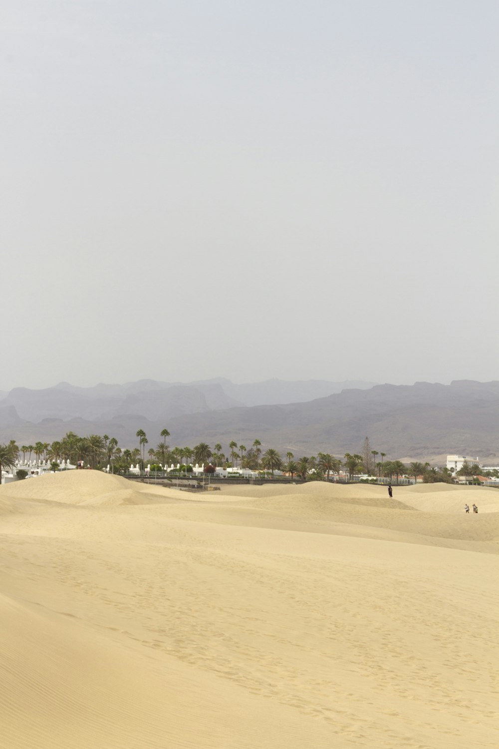 a sandy area with trees in the background