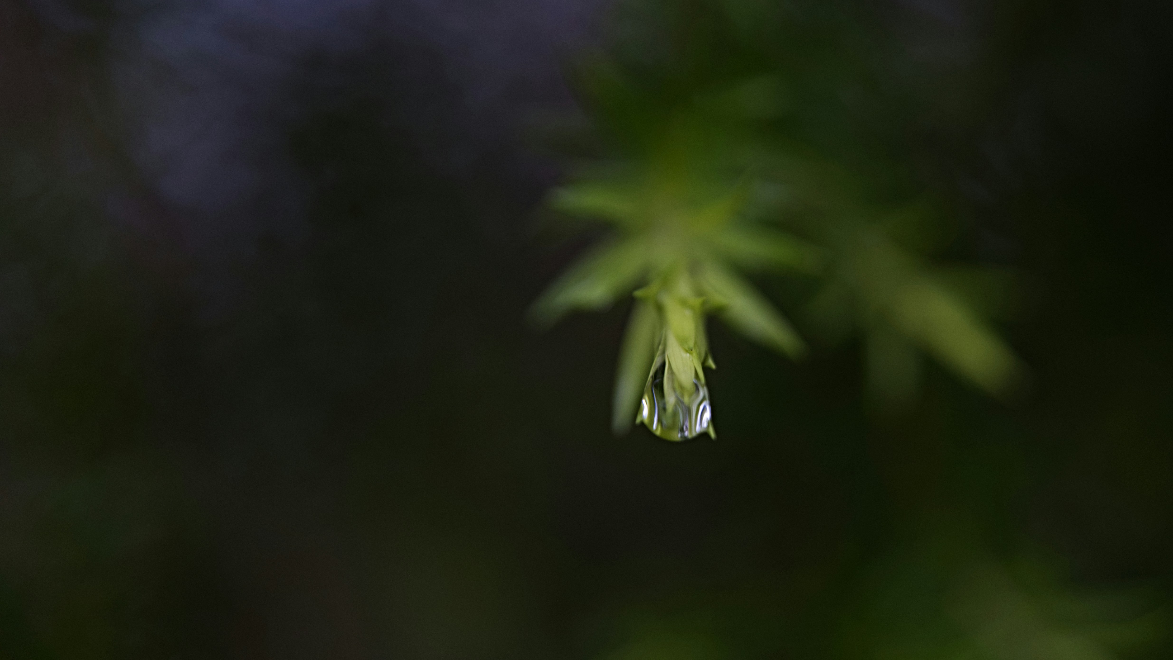 eine grüne Pflanze mit Wassertröpfchen darauf