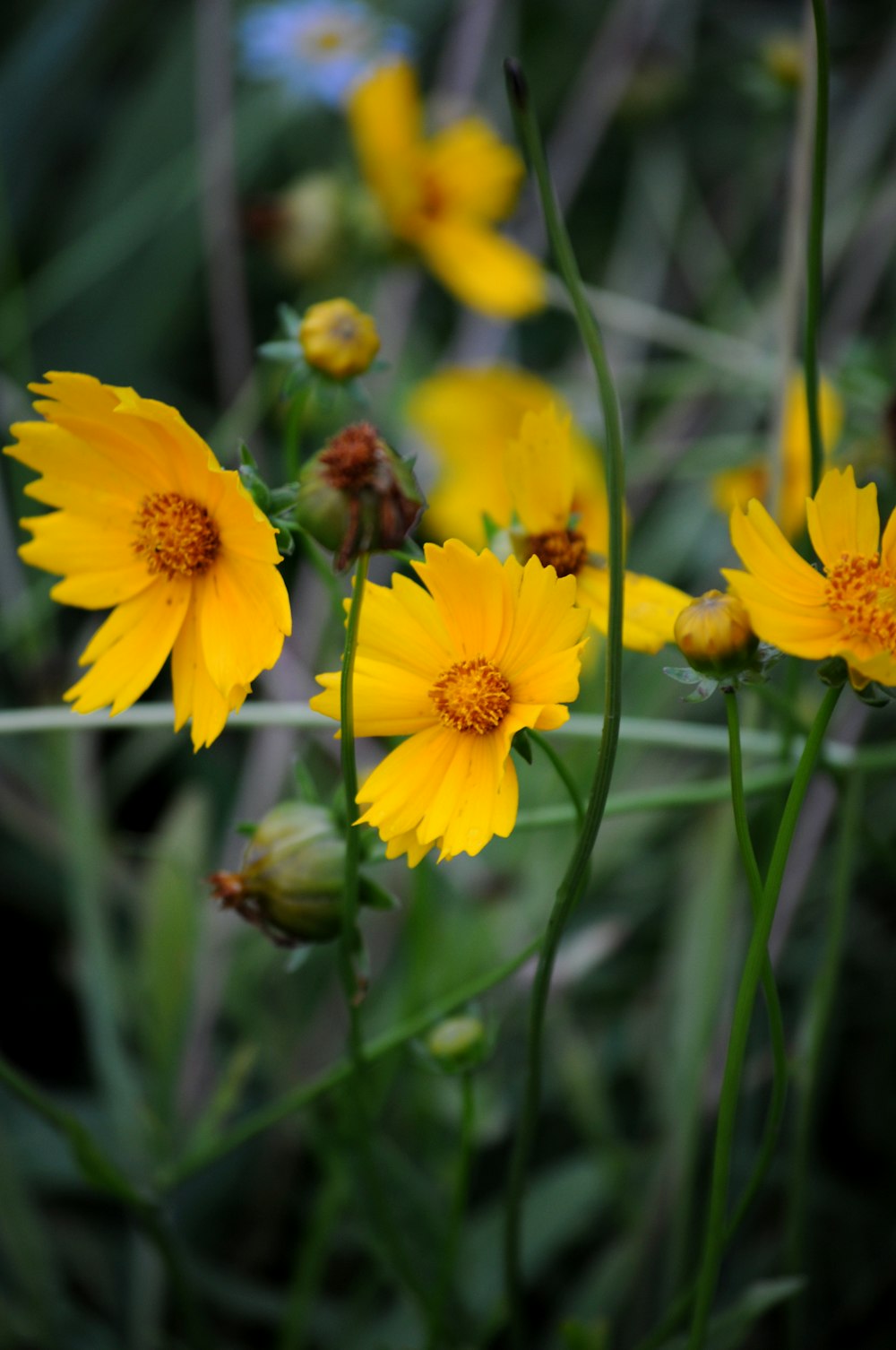 a group of yellow flowers